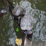 Terrapin Log